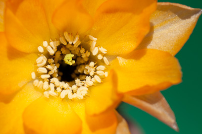 gelb-orange Bl&uuml;te