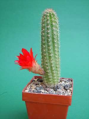 Chamaecereus Hybride rotorange #1