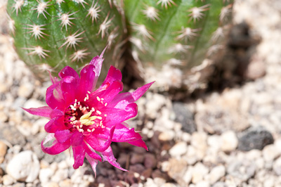 Chamaecereus Hybride violett
