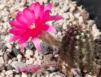 Chamaecereus Hybride chamaecereus-paulina