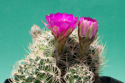 violette Kakteenbl&uuml;te
