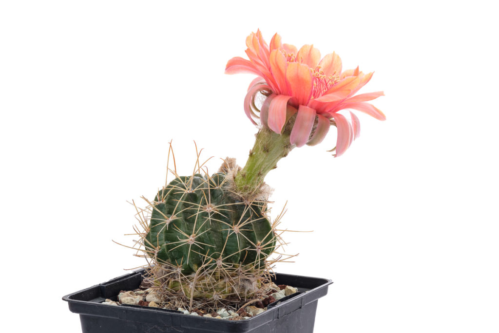 Lobivia jajoiana L523 - Echinopsis marsoneri