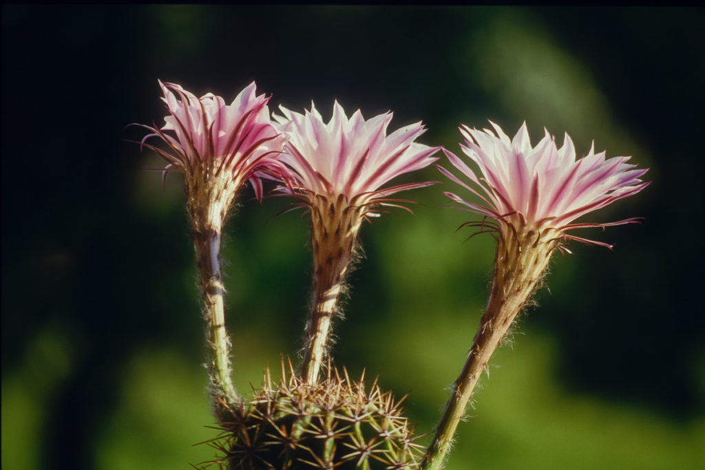 Echinopsis oxygona Blüten