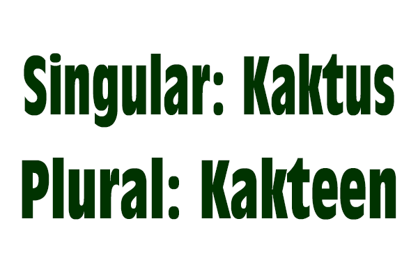 Singular Kaktus - Plural Kakteen