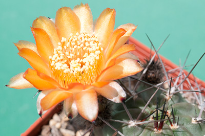 Acanthocalycium aurantiacum