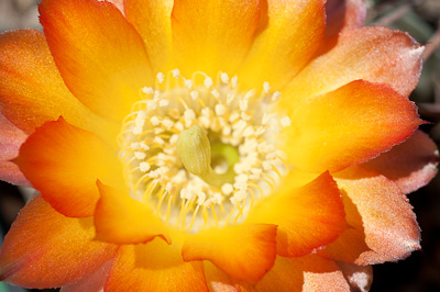 Acanthocalycium glaucum var. rubriflorum