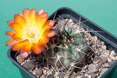 Acanthocalycium glaucum var. rubriflorum