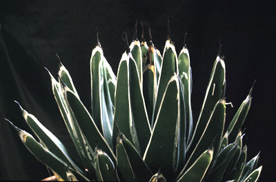 Agave victoriae-reginae