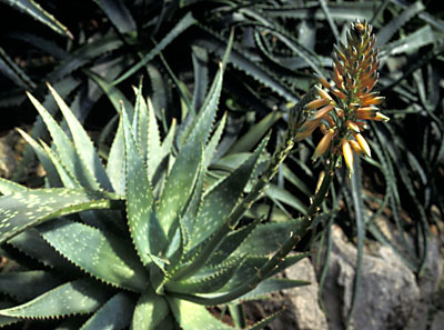 Aloe mit Blüten