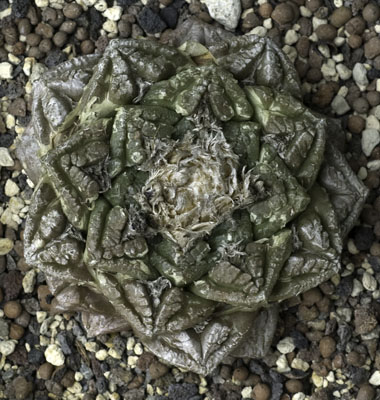 Ariocarpus fissuratus