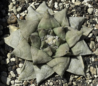 Ariocarpus retusus