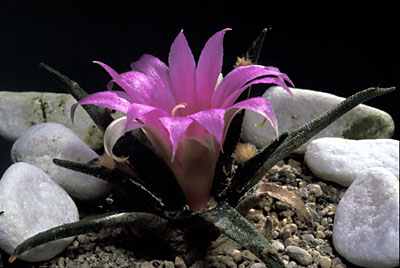 Ariocarpus agavoides