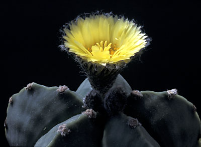 Astrophytum myriostigma nudum