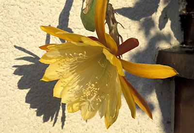 Epiphyllum Blüte Epiphyllum Blüte