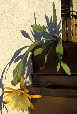 Epiphyllum Hybride