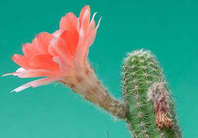 Chamaecereus Hybride Corinna