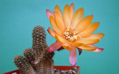 Chamaecereus Hybride Flic-Flac