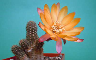 Chamaecereus Hybride Flic-Flac