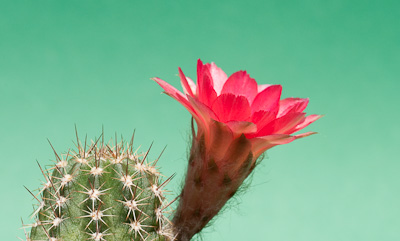 Chamaecereus Hybride Leuchtfeuer