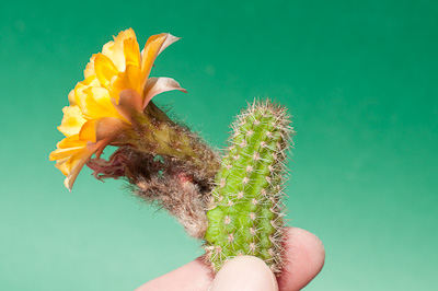 Chamaecereus Hybride Pamela