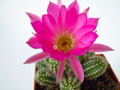 Chamaecereus Hybride violett #H4