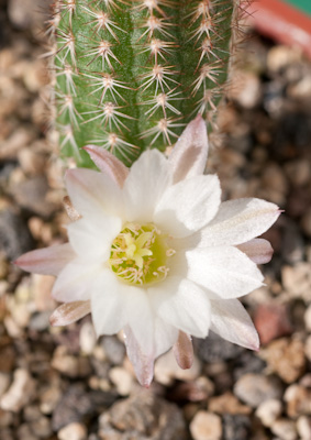 Chamaecereus Hybride Westfield Alba