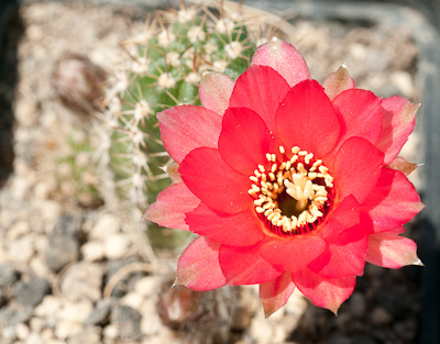 Blüte Leuchtfeuer am 1. Tag