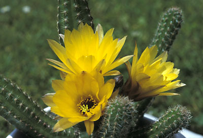 Chamaecereus Hybride gelb