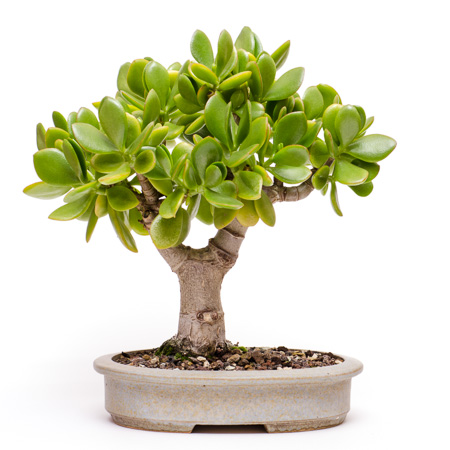 Crassula ovata