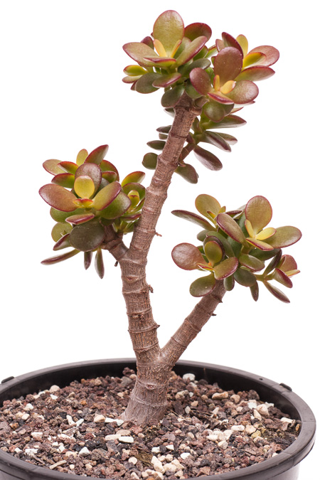 Crassula ovata var. minor Crassula ovata var. minor