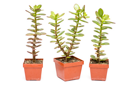 Stecklinge vom Crassula ovata Stecklinge vom Crassula ovata