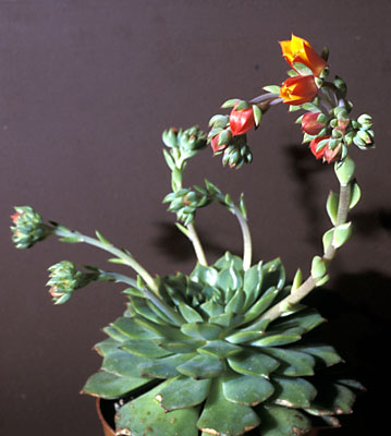 Echervia mit Blüten Echervia mit Blüten