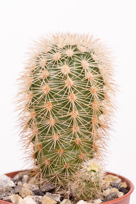 Echinocereus dasyacanthus var. steererae