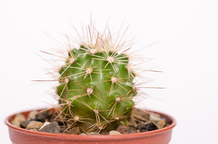 Echinocereus x roetteri AG12P13