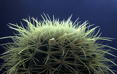 Echinocactus grusonii