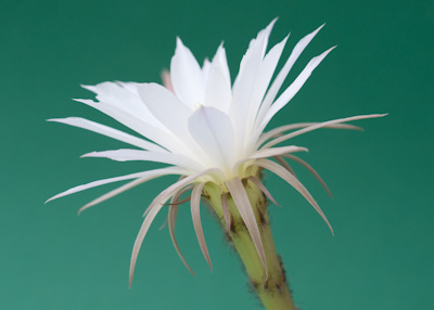 Blüte Echinopsis ancistropora ssp. arachnacantha