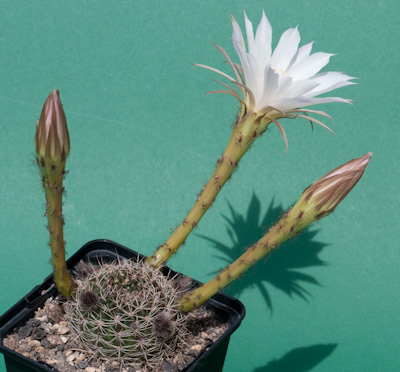 Echinopsis ancistropora ssp. arachnacantha