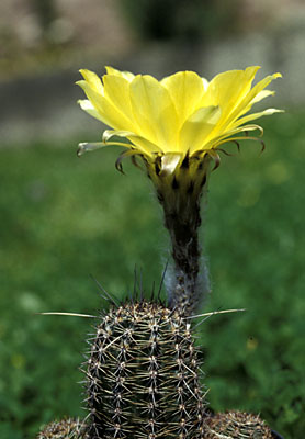 Echinopsis aurea var. shaferi