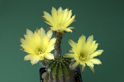 Echinopsis aurea