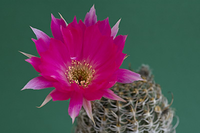 Echinopsis backebergii winteriana