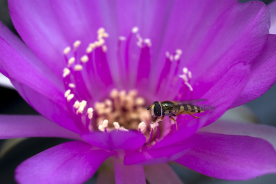 Blüte mit Schwebefliege