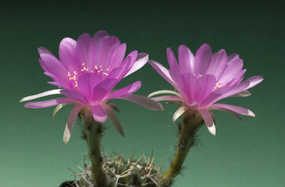 Echinopsis cardenasi