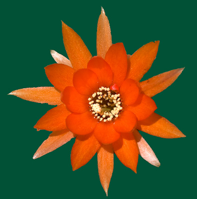 Orange Kakteenblüte