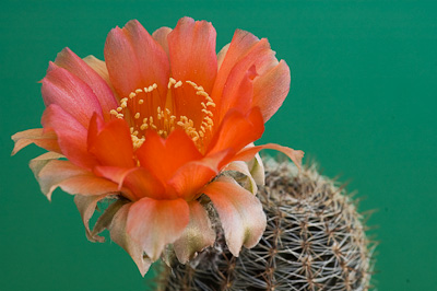 Echinopsis densispina