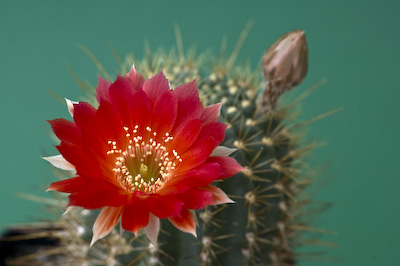 Echinopsis hertrichiana