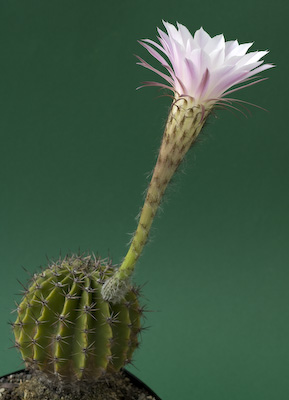 Echinopsis oxygona