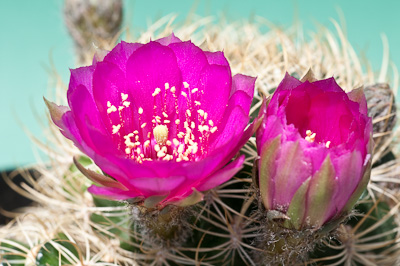 Echinopsis tiegeliana