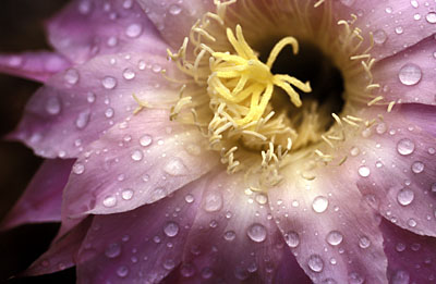 Kaktusblüte - Echinopsis