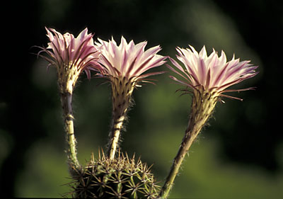 Echinopsis oxygona Hybride