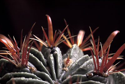 Ferocactus latispinus